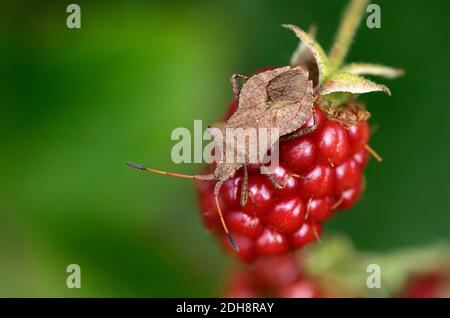 (Lederwanze Coreus Marginatus) Stockfoto