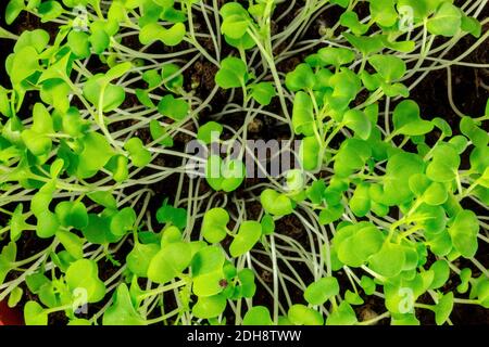 Micro Greens close-up, frische Sprossen, von oben geschossen Stockfoto