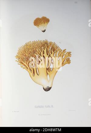 Clavaria Flava Pilze, pathogene Pilze aus dem Buch Sveriges ätliga och gifta svampar tecknade efter naturen under ledning [Schwedens essbare und giftige Pilze nach der Natur unter Anleitung gezogen] von Fries, Elias, 1794-1878; Kungl. Svenska vetenskapsakademien Veröffentlicht 1861 in Stockholm, Schweden Stockfoto