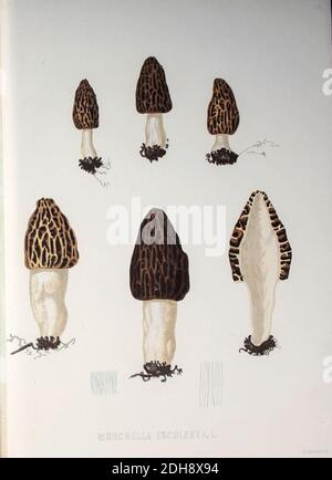 Morchella esculenta, (allgemein bekannt als gemeine Morelle, Morchel, gelbe Morel, echte Morchel, Morchel Pilz und Schwamm Morel) Pilze, pathogene Pilze aus dem Buch Sveriges ätliga och gifta svampar tecknade efter naturen under ledning [Schwedens essbare und giftige Pilze nach der Natur unter Anleitung gezogen] von Fries, Elias, 1794-1878; Kungl. Svenska vetenskapsakademien Veröffentlicht 1861 in Stockholm, Schweden Stockfoto