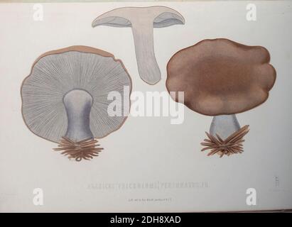 Agaricus [Tricholoma] personatus Pilze, pathogene Pilze aus dem Buch Sveriges ätliga och gifta svampar tecknade efter naturen under ledning [Schwedens essbare und giftige Pilze nach der Natur unter Anleitung gezogen] von Fries, Elias, 1794-1878; Kungl. Svenska vetenskapsakademien Veröffentlicht 1861 in Stockholm, Schweden Stockfoto