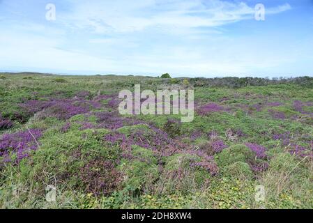 Landschaft an der Pointe du Raz, Bretagne Stockfoto