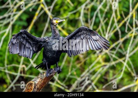 Kormoran (Phalacrocorax Carbo) Stockfoto