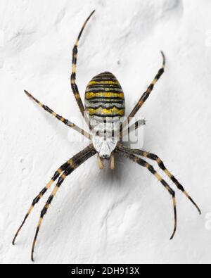 Argiope bruennichi (Wespenspinne) Sitzen auf einem weißen Hintergrund / Limettenwand Stockfoto