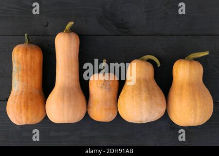 Butternut Squashes Sammlung auf dunklem Hintergrund . Herbsternte. Stockfoto