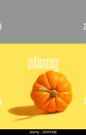 Kürbis auf gelber Farbe des Jahres 2021 und grauem Hintergrund. Hochwertige Fotos Stockfoto