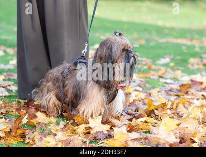 Shih-tzu im Gras im Herbst Stockfoto