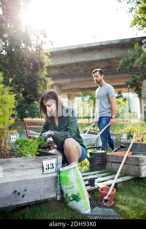 Mittlerer Erwachsener Mann und Frau arbeiten im Gemüsegarten Stockfoto