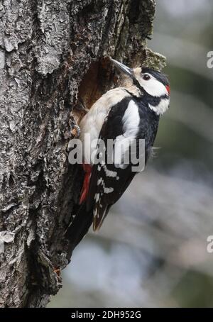 Buntspecht (Dendrocopos major) Stockfoto