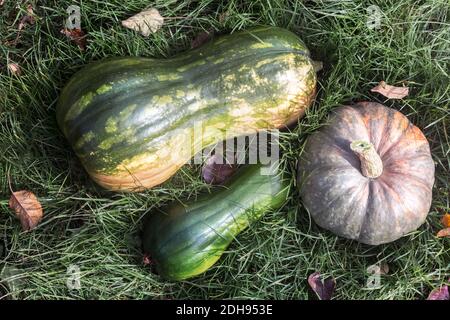 Verschiedene Sorten von Kürbis auf dem Feld Stockfoto