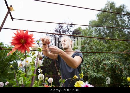 Niedrige Winkel Ansicht des männlichen Gärtners, der Schnüren zu Blumen bindet Zur Unterstützung im Hof Stockfoto