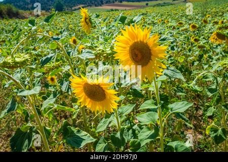 Sonnenblumenfeld. Calatañazor, Provinz Soria, Castilla Leon, Spanien. Stockfoto