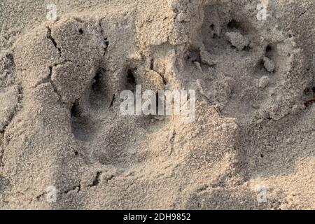 Ein Fußabdruck nach einer Hundepfote im Sand. Foto von Lomma Beach, Scania County, Schweden Stockfoto