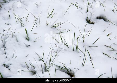 Grüne Gräser unter dem Schnee. Weißer Schnee und grünes Gras vor Hintergrund. Stockfoto