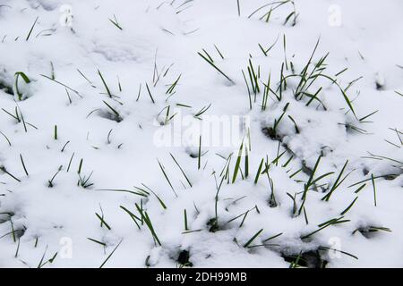 Grüne Gräser unter dem Schnee. Weißer Schnee und grünes Gras vor Hintergrund. Stockfoto