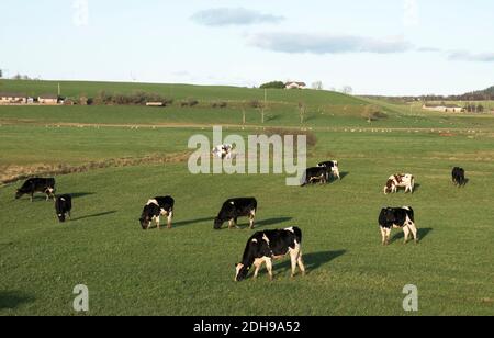 Eine Herde von Milchvieh, die auf einem Feld in der Nähe von Carnwath, South Lanarkshire, grasen. Stockfoto