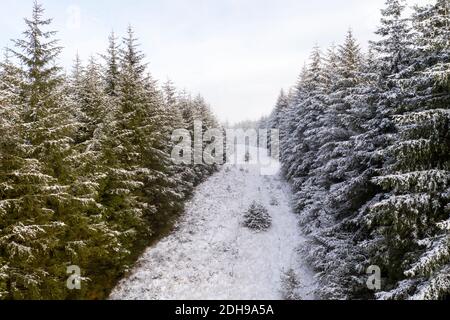Luftaufnahme eines Waldbrands mit schneebedeckten Bäumen, South Lanarkshire Schottland. Stockfoto