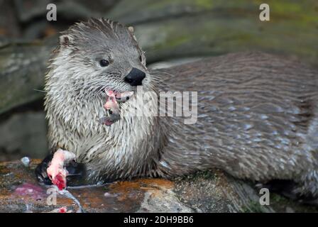 Nordamerikanischer Flussotter, nördlicher Flussotter, nordamerikanischer Fischotter, Lutra canadensis, kanadai vidra, Észak-amerikai vidra Stockfoto