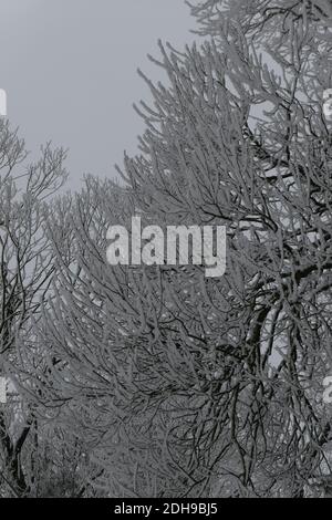Schneebedeckte Laubzweige im Hintergrund des hellen Himmels im Winter in Litauen. Blattlose, mattierte Baumkronen Stockfoto