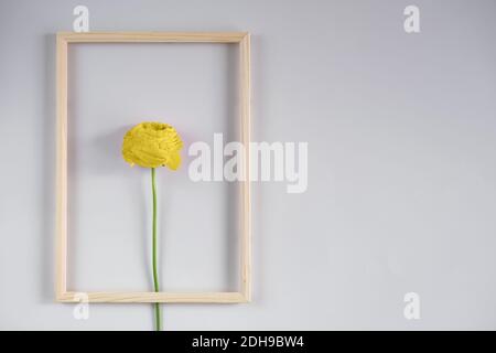 Schöne gelb gefärbte Ranunculus Blumen auf grauem Hintergrund. Grußkarte zum Valentinstag. Farbe 2021. Stockfoto