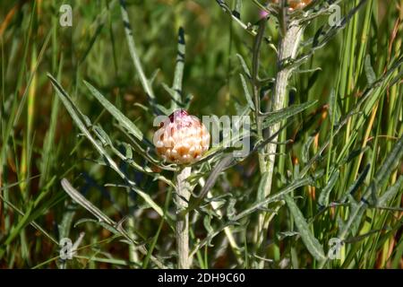Leuzea conifera (Rhaponticum coniferum). Es hat Früchte in Form eines Kegels oder Ananas. Stockfoto