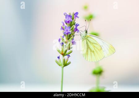 Großer Kohl weißer Schmetterling auf Lavendel Stockfoto