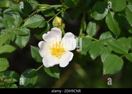 Wilde Rosenblüte (Rosa canina). Die Blüten verleihen ihm eine milde Abführwirkung und als allgemeines Tonikum. Die Blätter heilen bei äußerer Anwendung. Stockfoto