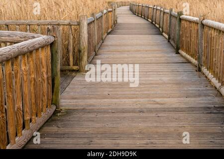 Eine lange Holzpromenade, die durch hohe goldene Schilf und führt marschgras in Feuchtgebieten Stockfoto