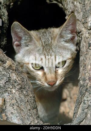 Arabische Wildkatze, Gordons Wildkatze, Falbkatze, Afrikanische Wildkatze, Felis silvestris gordoni, Felis lybica lybica Stockfoto