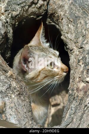 Arabische Wildkatze, Gordons Wildkatze, Falbkatze, Afrikanische Wildkatze, Felis silvestris gordoni, Felis lybica lybica Stockfoto