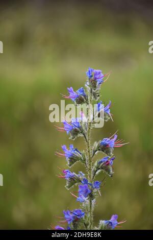 Kuhzunge (Echium vulgare), Familie der Boraginaceae. Der Saft wird in der Kosmetik als wirksames Weichmacher für empfindliche und gerötete Haut verwendet. Th Stockfoto