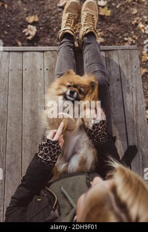 Direkt über dem Bild einer Frau, die Pommern putzt und auf dem Schoß liegt Im Park Stockfoto