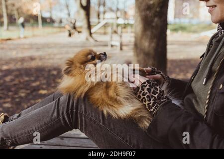 Mittelteil der Frau spielt mit flauschigen Pommern auf dem Schoß parken Stockfoto