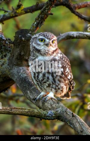 Steinkauz (Athene Noctua) Stockfoto