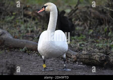 Weiblicher stummter Schwan (Cygnus olor) Im Winter an Land in einem Naturschutzgebiet in Staffordshire Stockfoto