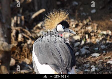 Südlicher Kranich blickt zurück (Balearica regulorum) Stockfoto