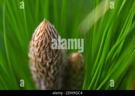 Junge Monterey Pine Knospen und Nadeln (Pinus radiata) Stockfoto
