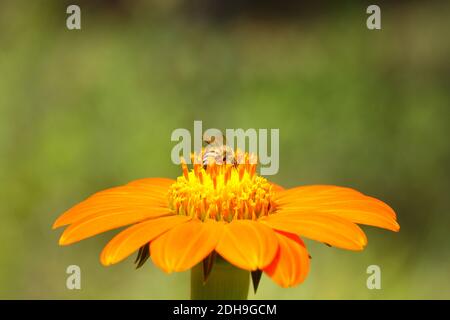 African Honey Bee Harvesting Pollen Auf Rote Blume (APIs mellifera scutellata) Stockfoto