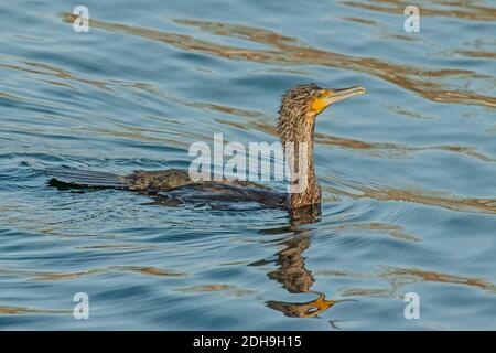Kormoran „Phalacrocorax carbo“ Stockfoto