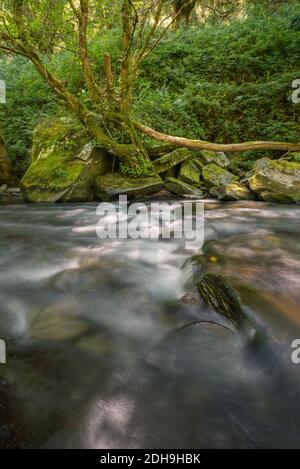 Am Ufer des Flusses wächst ein alter Baum Zwischen großen Kalksteinblöcken Stockfoto