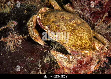 Atlantische Felskrabben unter Wasser im St. Lawrence River Stockfoto