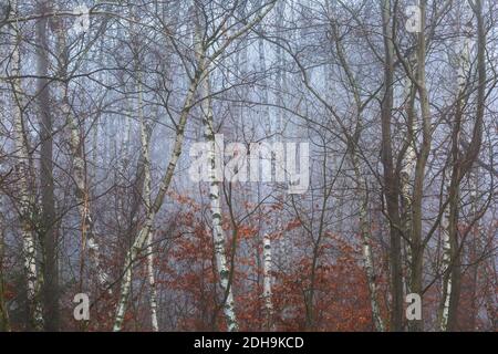 Herbstlicher Wald in den Ausläufern der Mala Fatra Gebirge, Slowakei. Stockfoto