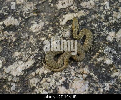 Tessellierte Wasserschlange, natrix tessellata, Würfelschlange Stockfoto