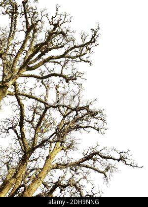 Lassen Sie Weniger Baum Low Angle Shot Isoliert Foto Stockfoto