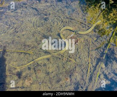 Tessellierte Wasserschlange, natrix tessellata, Würfelschlange Stockfoto