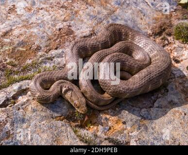 Tessellierte Wasserschlange, natrix tessellata, Würfelschlange Stockfoto