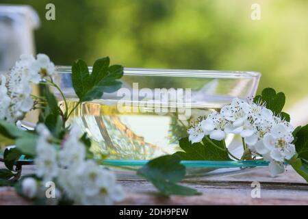 Weissdornblüten-Tee, Weißdornblüten-Tee, Weissdorn-Tee, Weißdorn-Tee, Tee, Kräutertee, Blütentee, Heiltee, Weißdorn-Blüten, Weißdornblüten, Weissdorn- Stockfoto