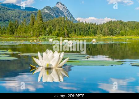 Schöne weiße Seerose spiegelt sich im ruhigen Wasser von Ein Alpensee mit Wäldern und Bergen im Hintergrund Stockfoto