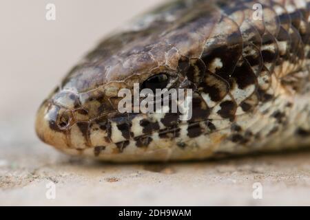 Eine Nahaufnahme eines Chalcides ocellatus auf dem Boden in Malta mit einem verschwommenen Hintergrund Stockfoto