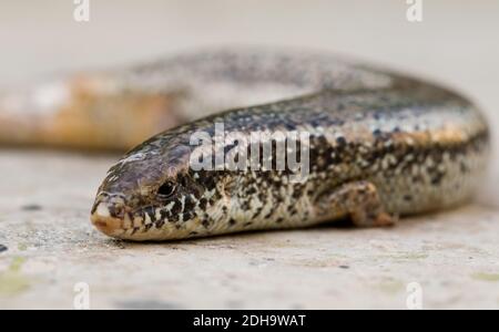 Eine Nahaufnahme eines Chalcides ocellatus auf dem Boden in Malta mit einem verschwommenen Hintergrund Stockfoto